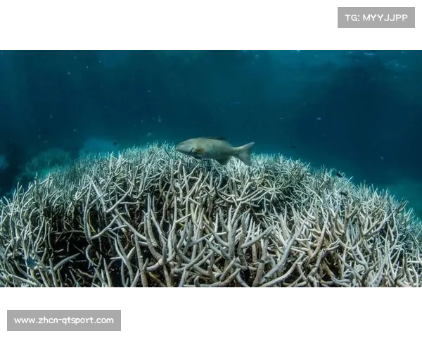 生态组织抗议大堡礁跳水赛呼吁停止破坏海洋生态 生态组织抗议大堡礁跳水赛呼吁停止破坏海洋生态
